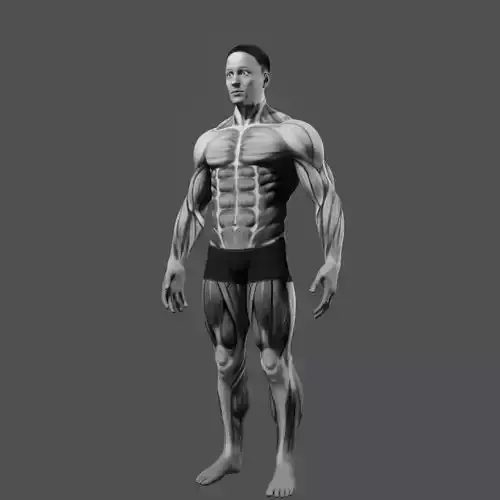 BodyBuilder male 