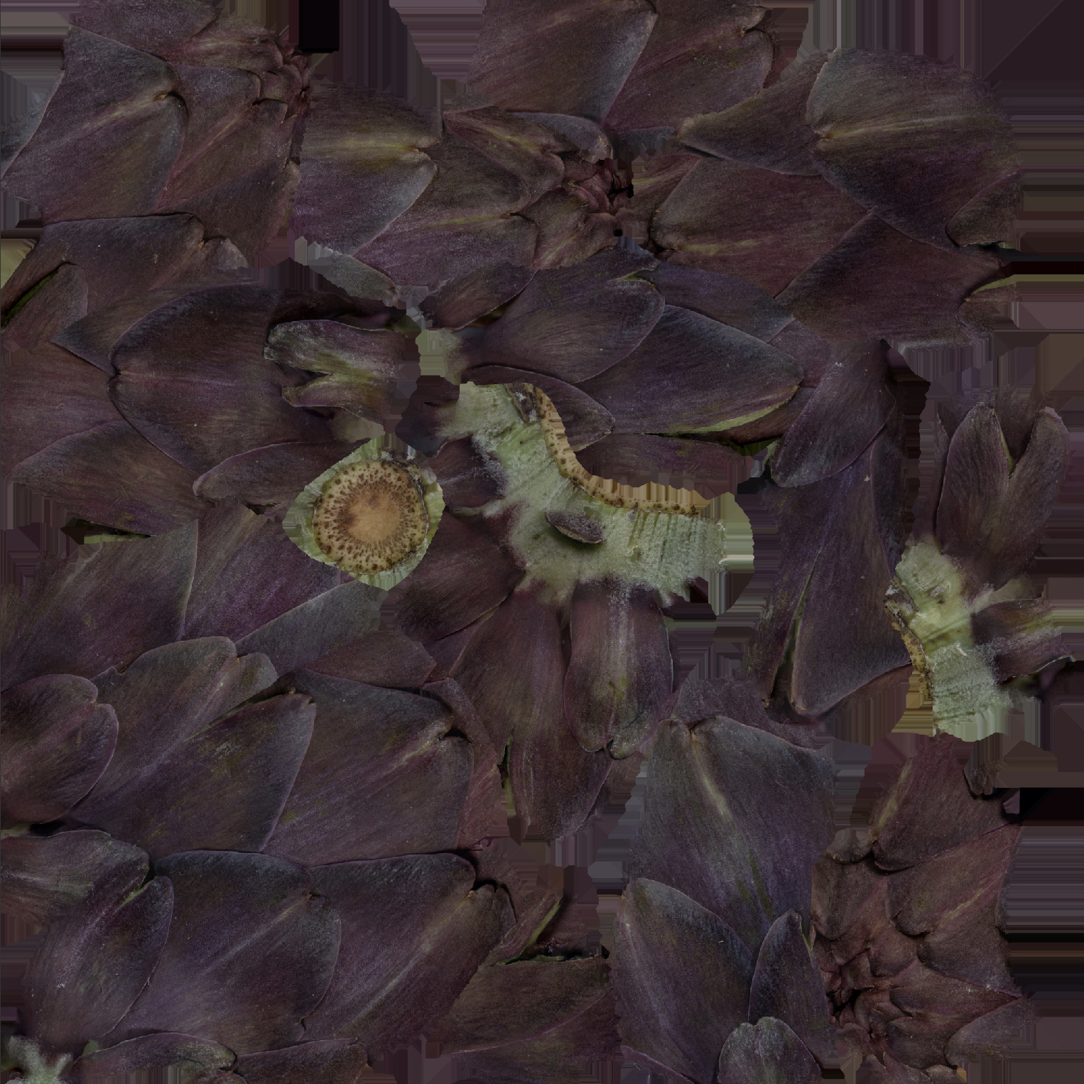 Artichoke Set 03 Low-poly 3D model_8