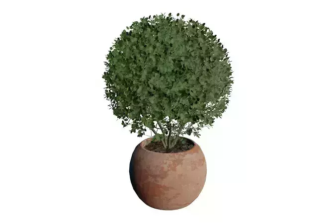 Potted Boxwood Shrub