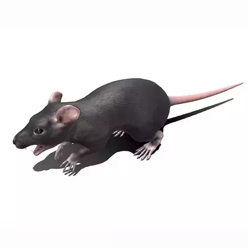Rat Low-poly PBR