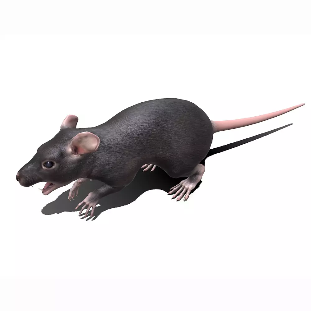 Rat Low-poly PBR Low-poly 3D model