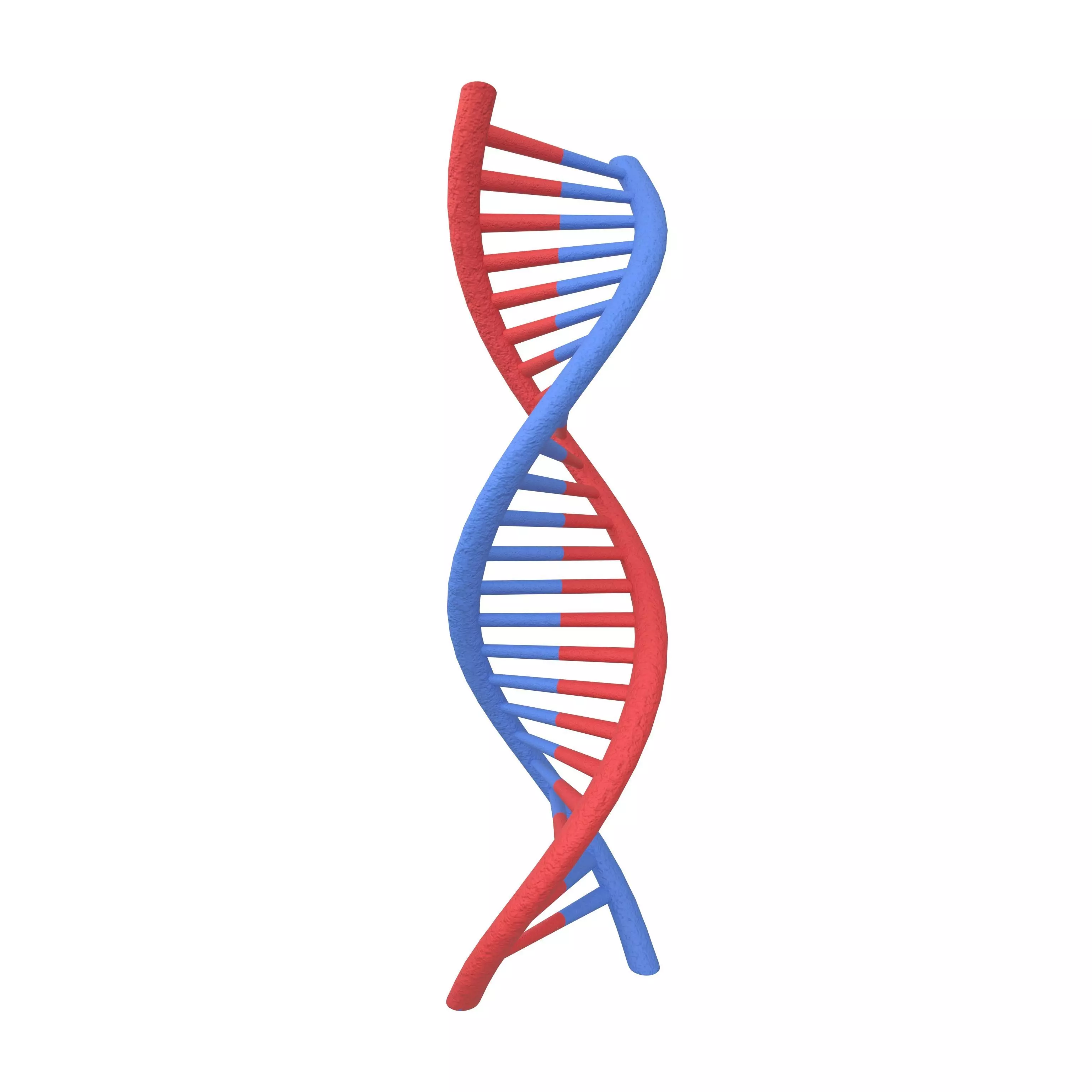 DNA Molecule v2 001 Low-poly 3D model_0