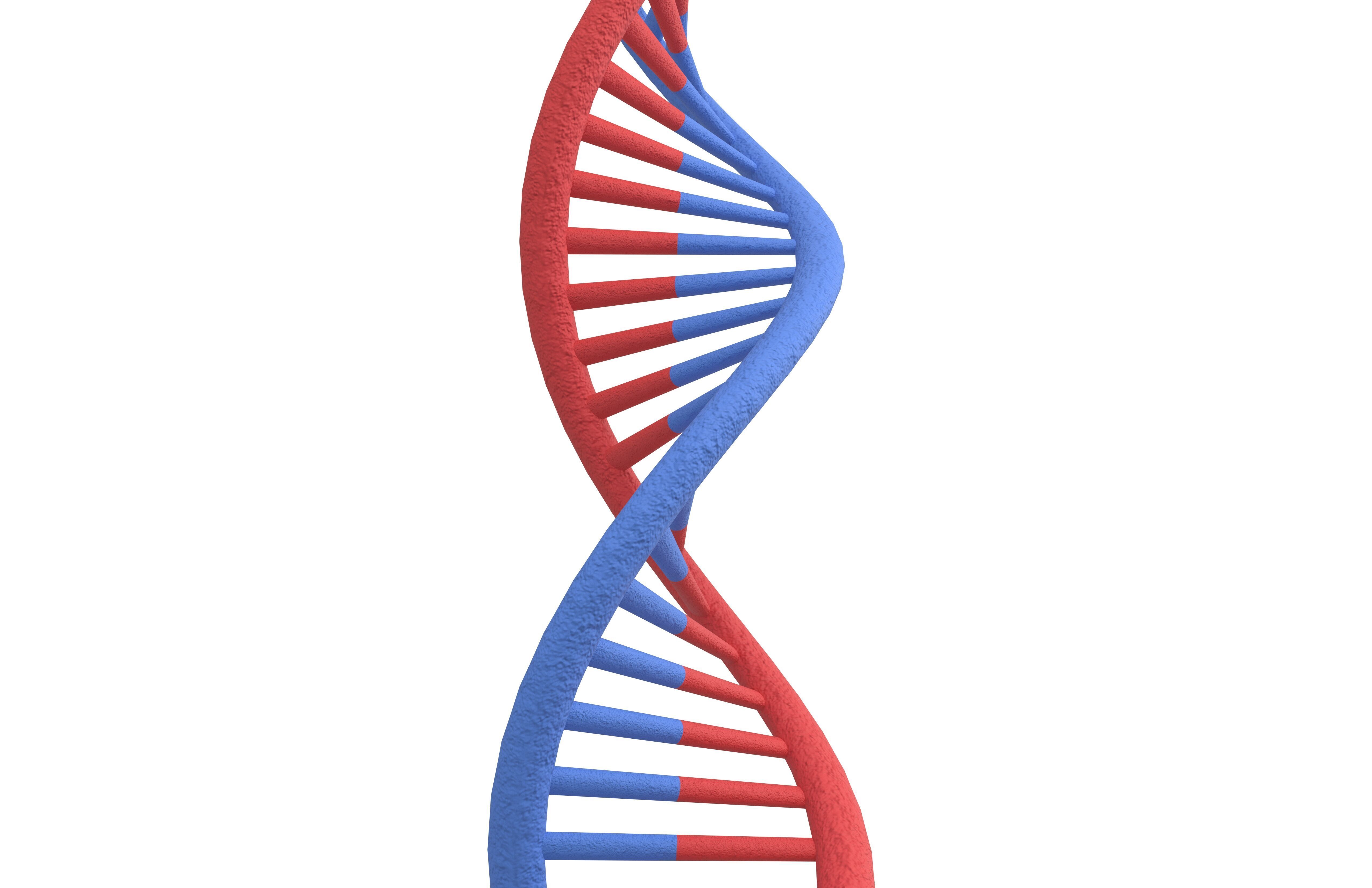 DNA Molecule v2 001 Low-poly 3D model_1