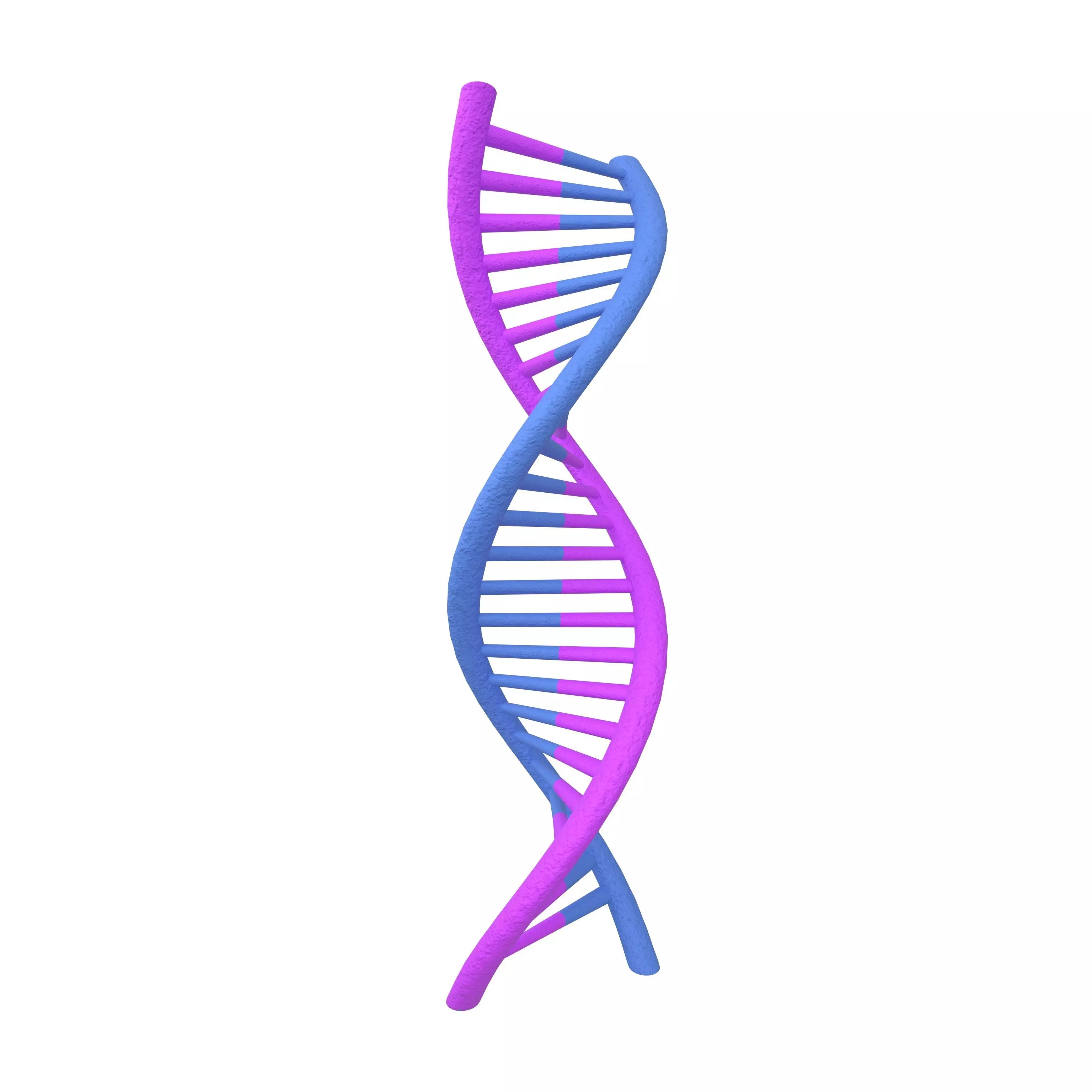 DNA Molecule v2 002 Low-poly 3D model