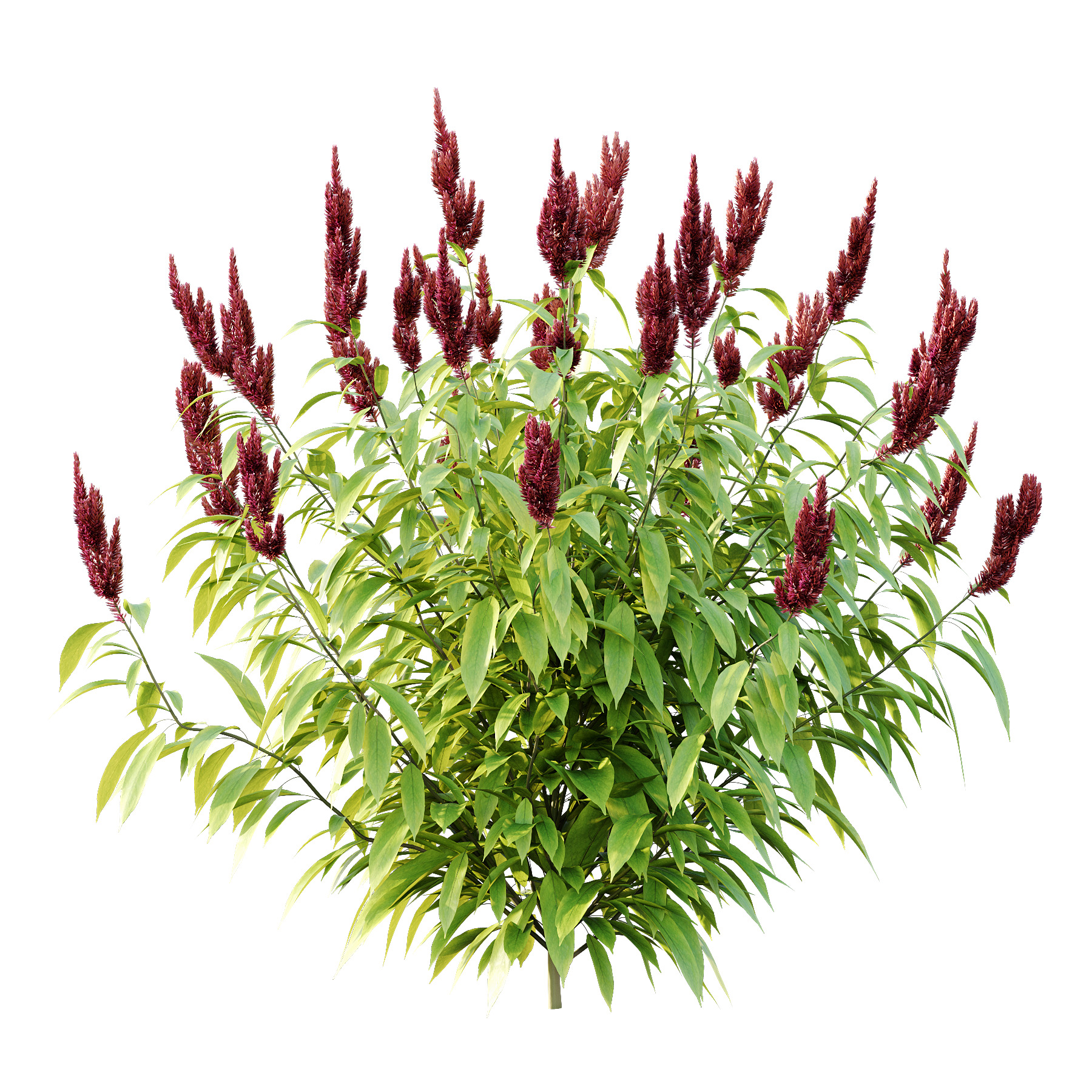 Different bush 08 3D model_2