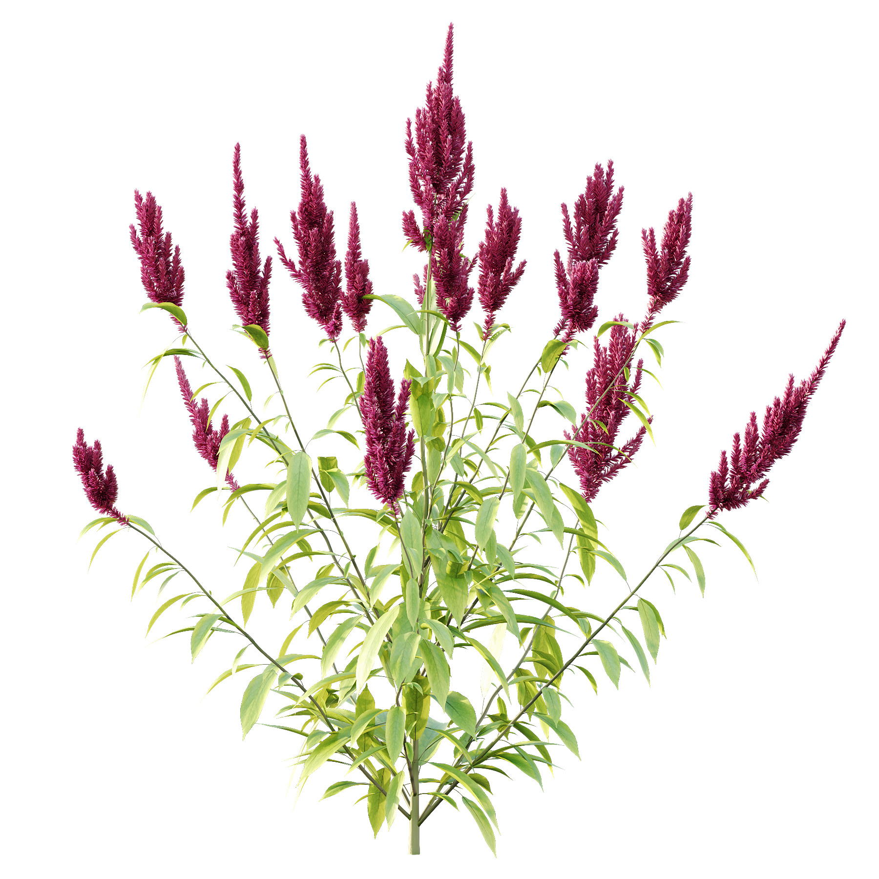 Different bush 08 3D model_3