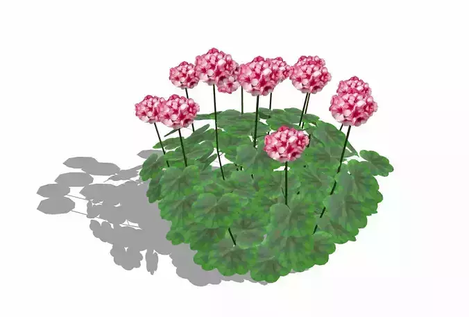Pelargonium-Geranium-Pink White