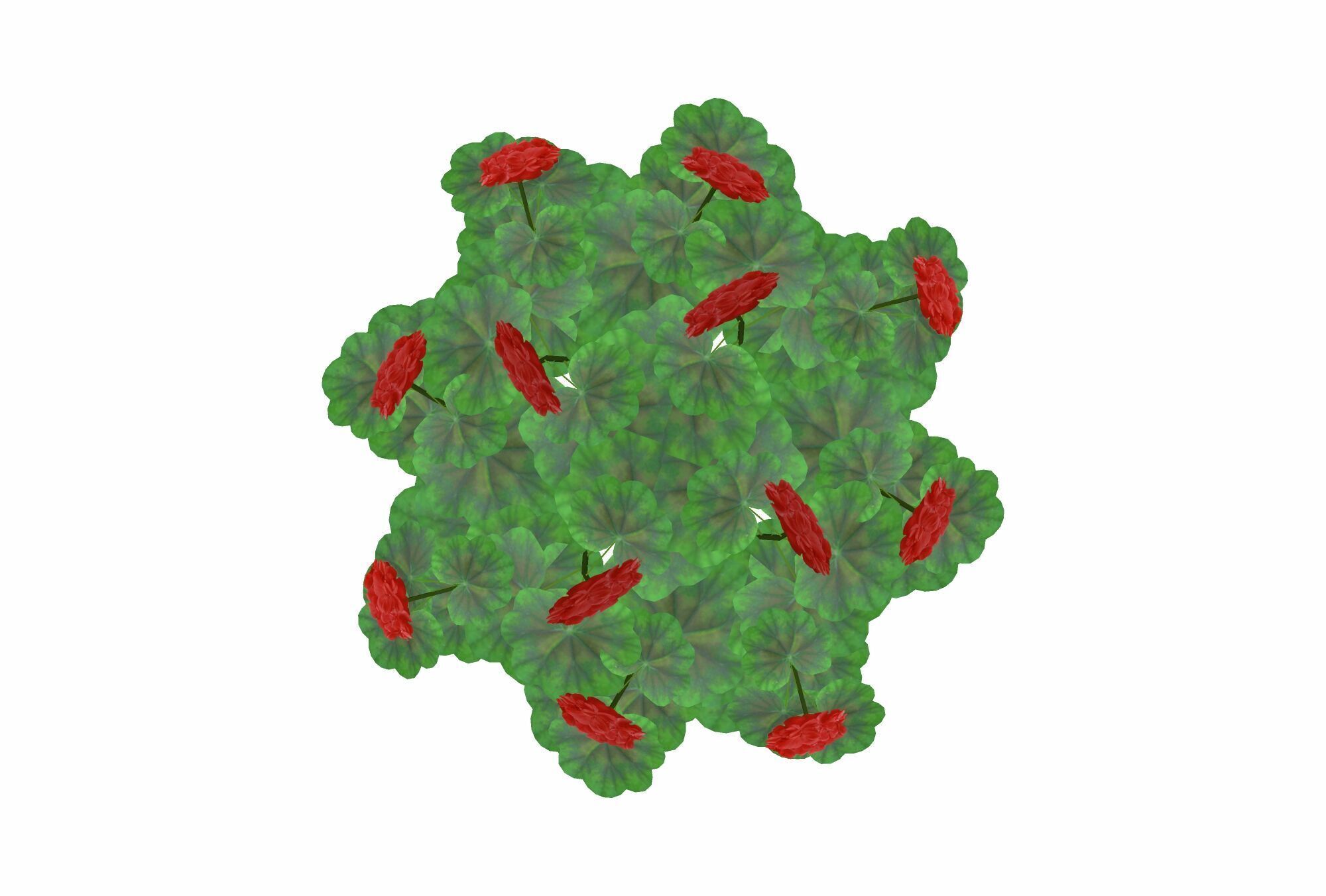 elargonium-Geranium-Red Low-poly 3D model_2