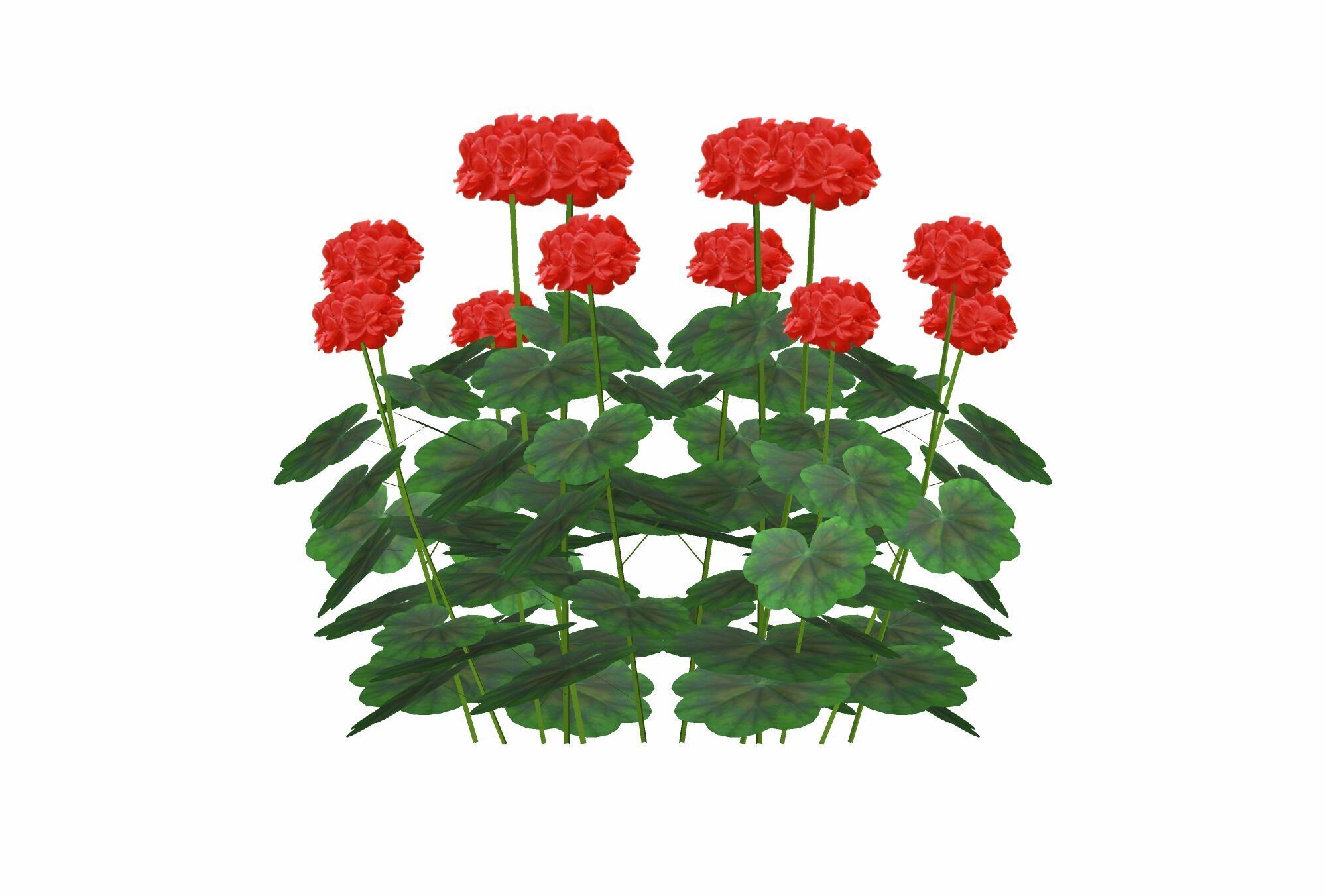 elargonium-Geranium-Red Low-poly 3D model_1