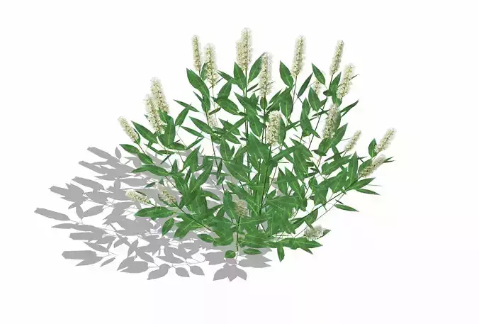 Prunus Otto Luyken - Laurel