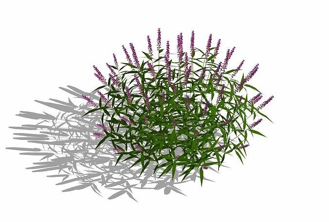 Salvia Leucantha mexican sage FACE ME Low-poly 3D model