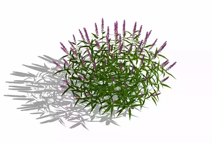 Salvia Leucantha mexican sage FACE ME Low-poly 3D model