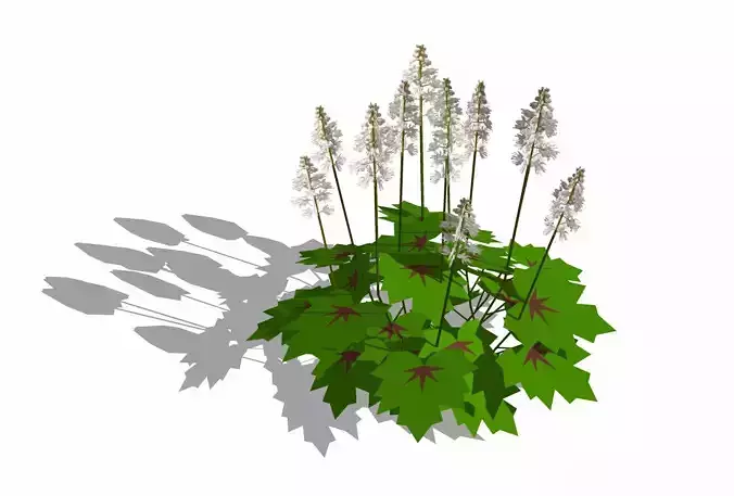 Tiarella-foam flower