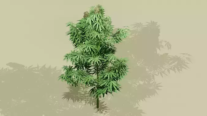 Game-Ready Low Poly Cannabis Plant