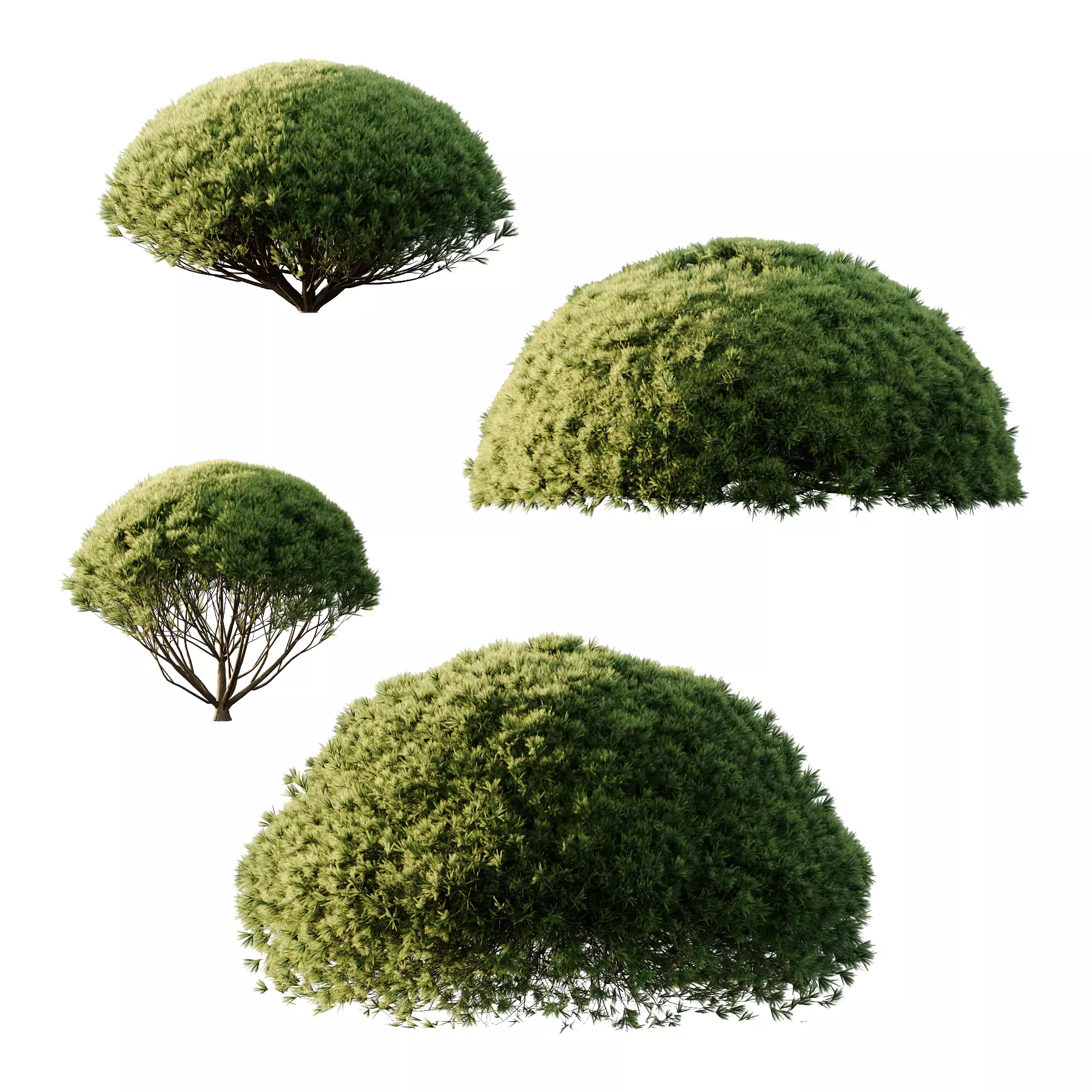 Pinus Mugo Bush001 3D model
