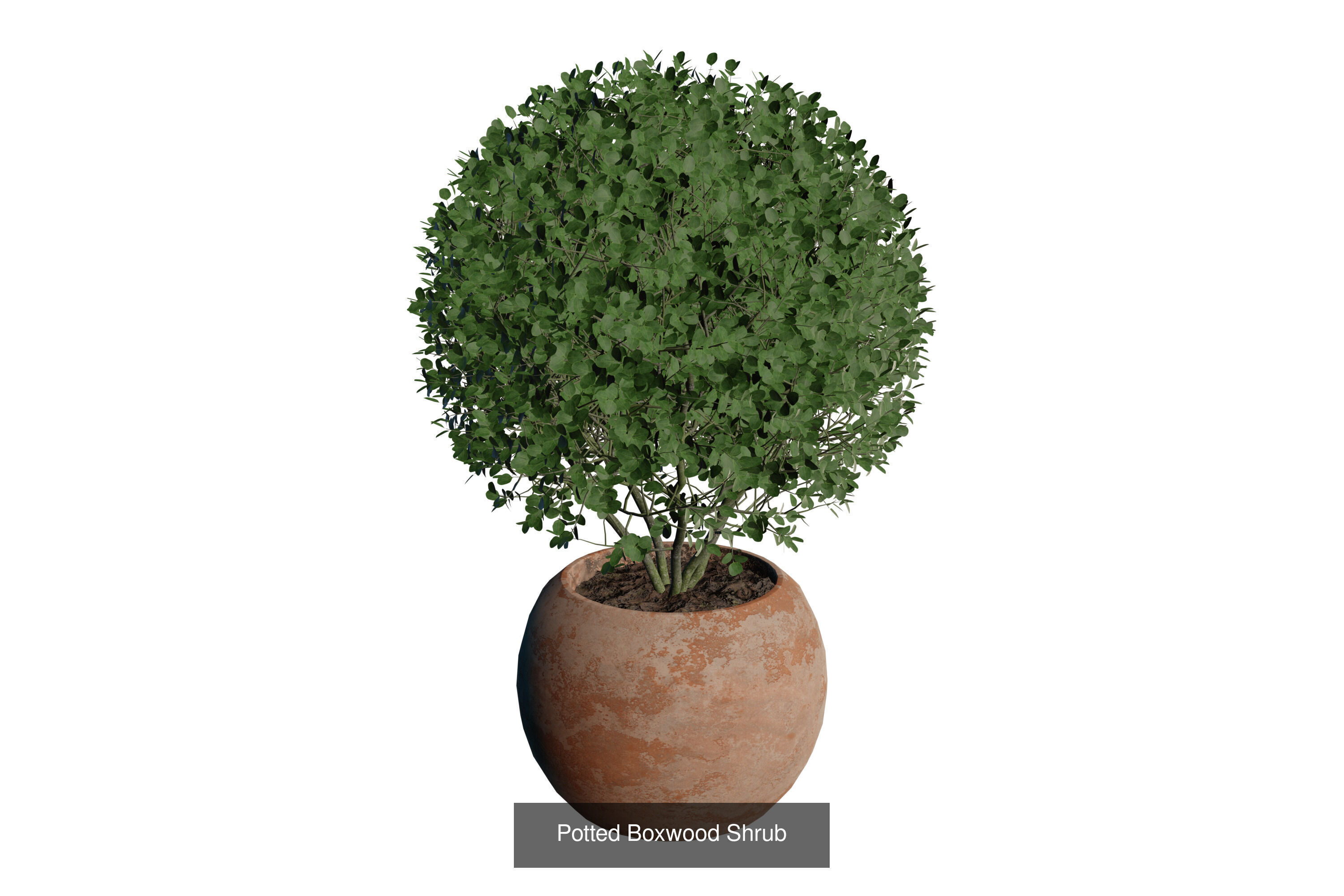 Modern Indoor Plant Collection 3D Models _9