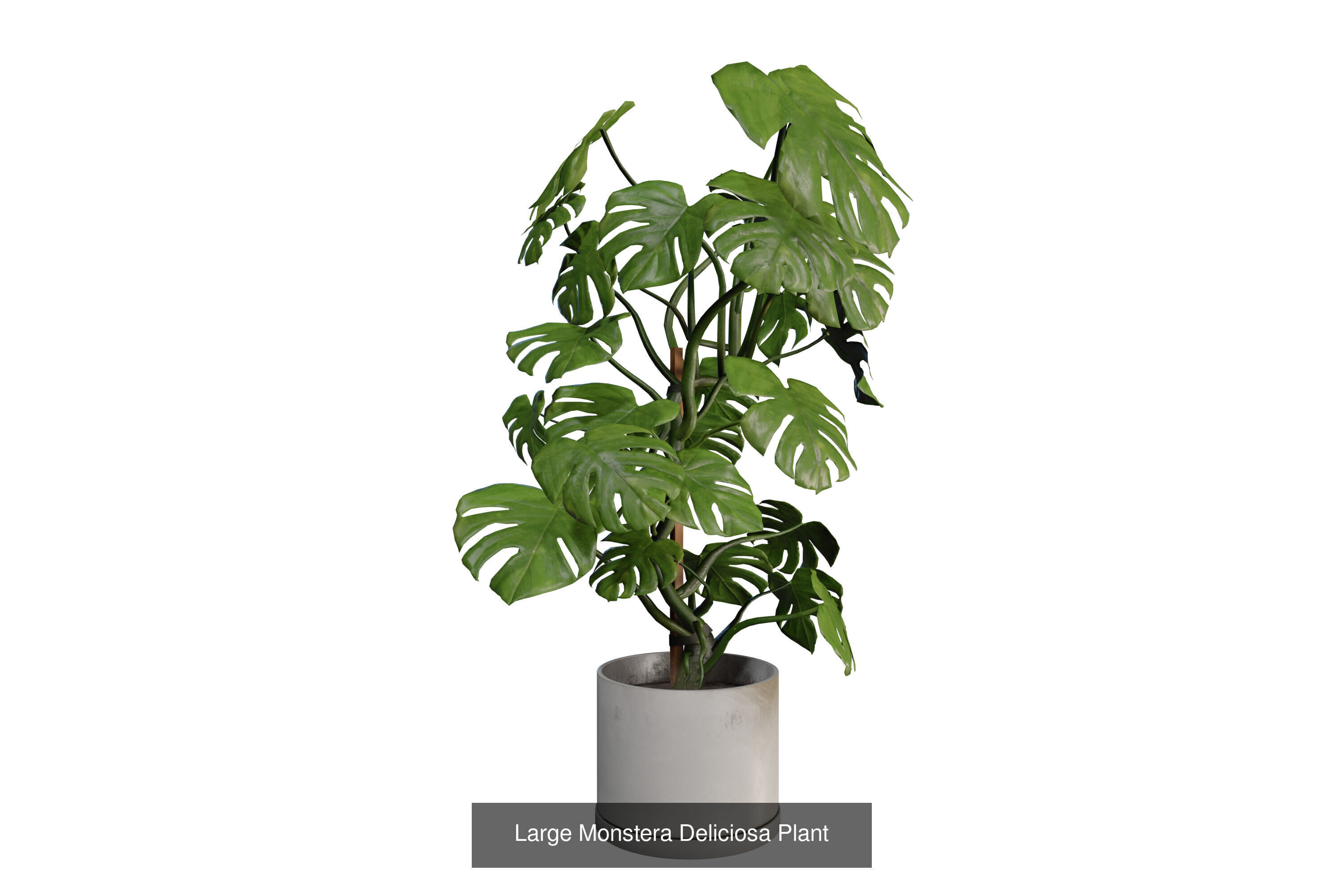 Modern Indoor Plant Collection 3D Models _8
