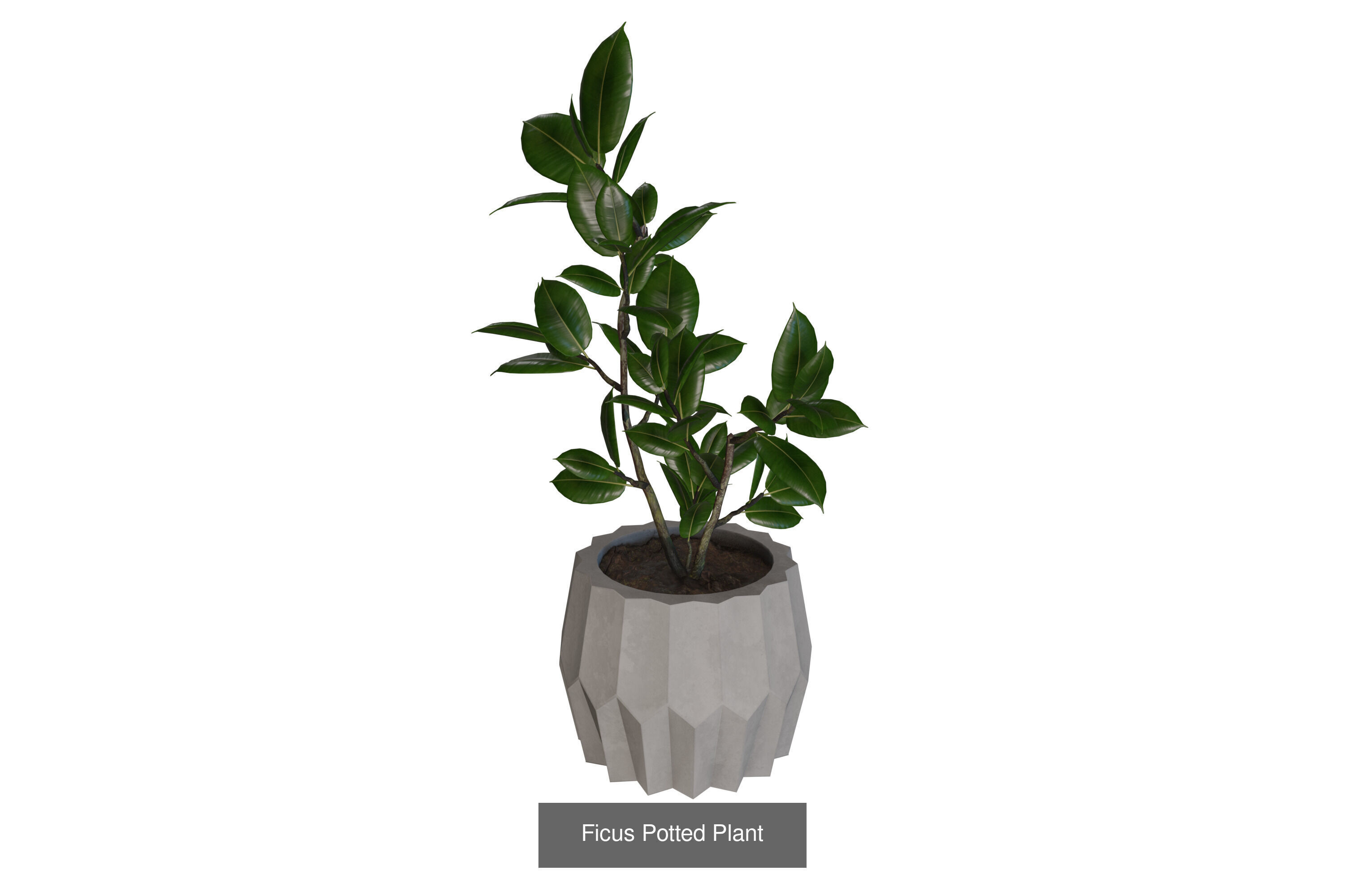 Modern Indoor Plant Collection 3D Models _6