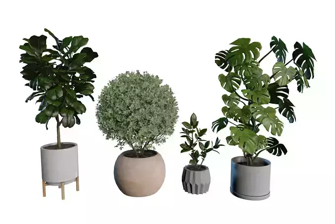 Modern Indoor Plant Collection 3D Models