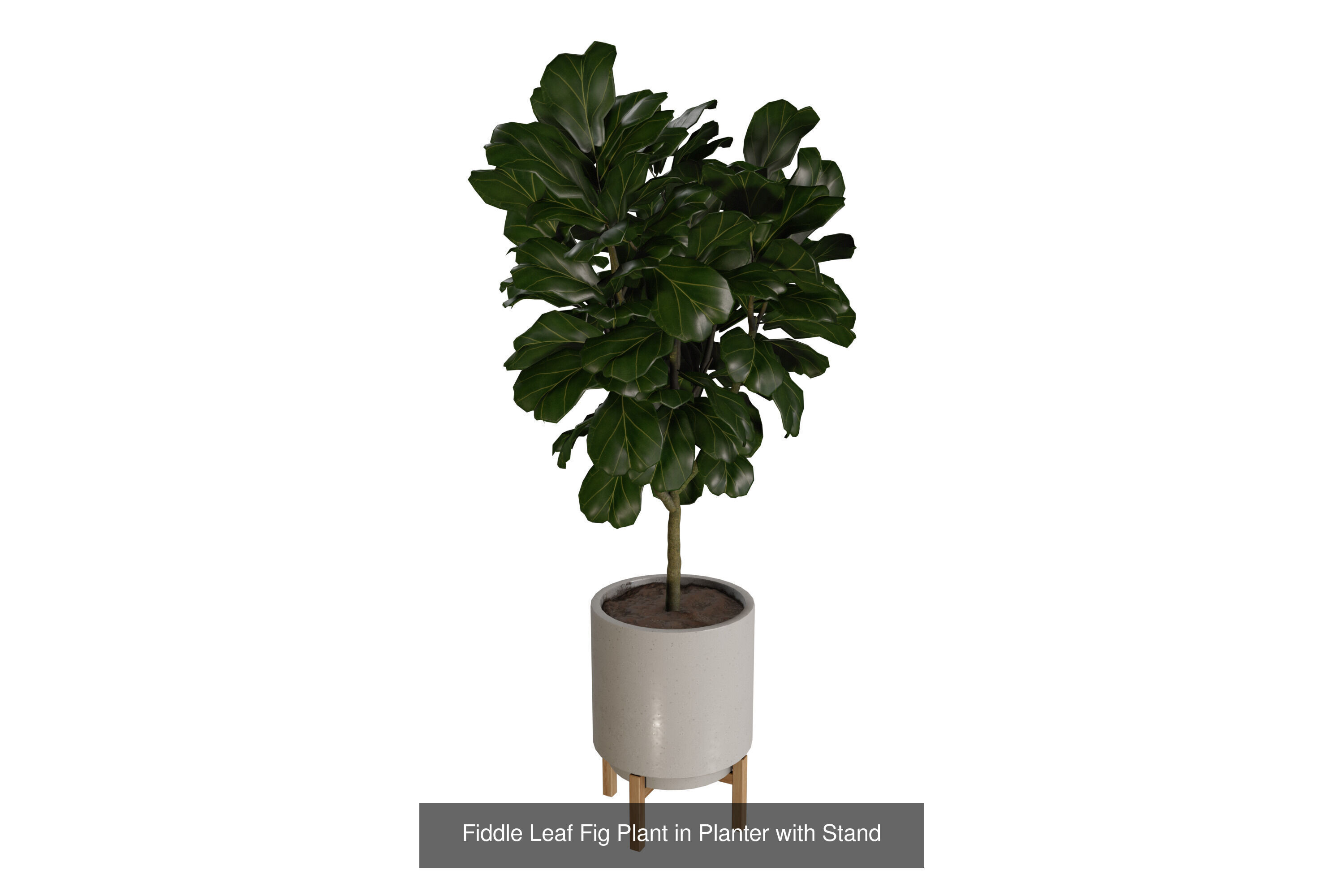 Modern Indoor Plant Collection 3D Models _7