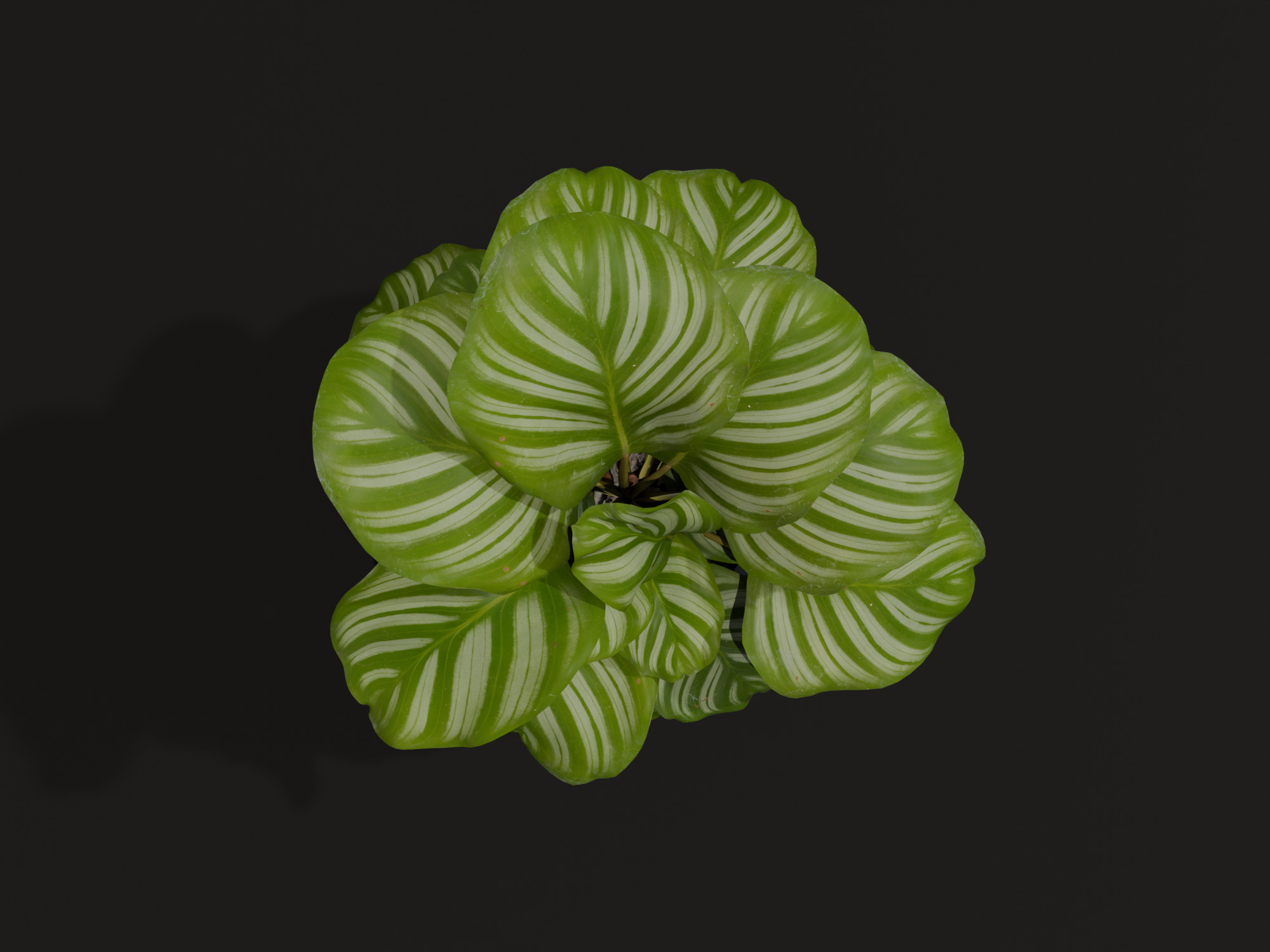 Realistic 3D Model Calathea Orbifolia Potted Plant 3D model_4