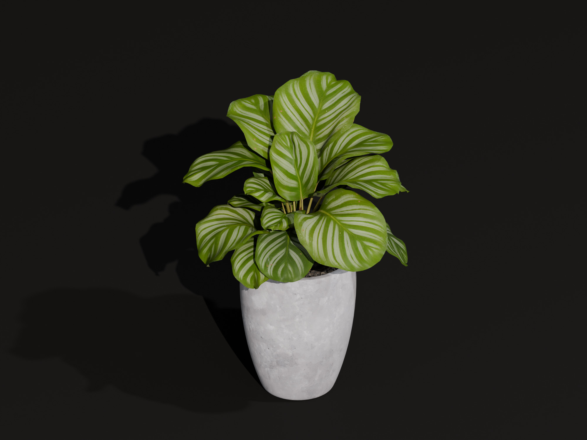 Realistic 3D Model Calathea Orbifolia Potted Plant 3D model_1