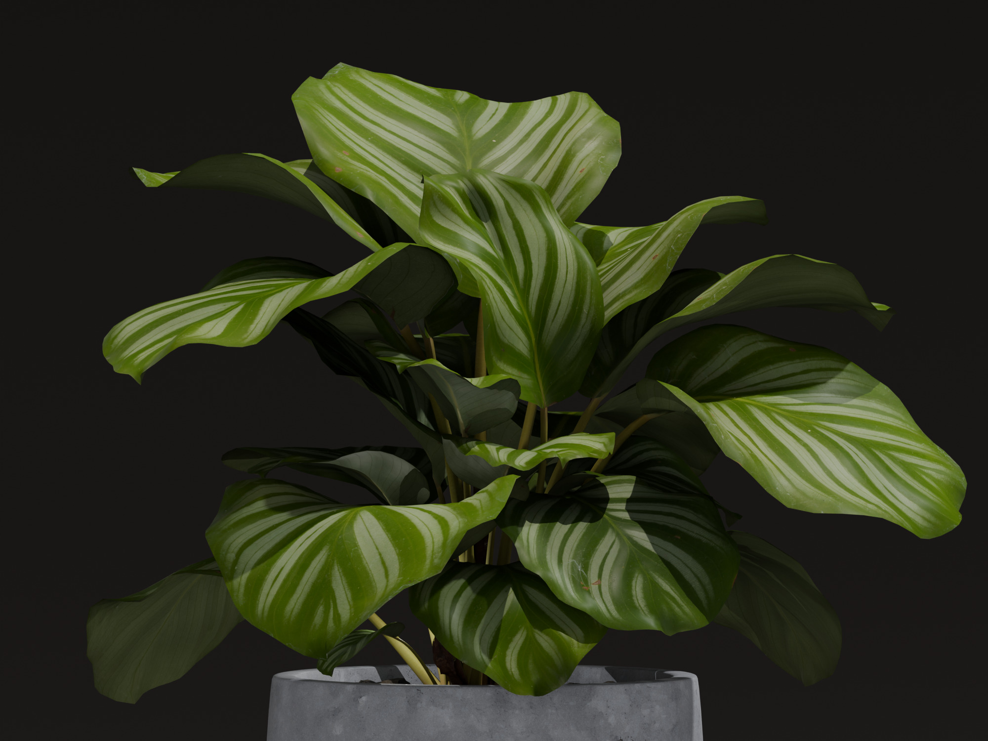 Realistic 3D Model Calathea Orbifolia Potted Plant 3D model_7