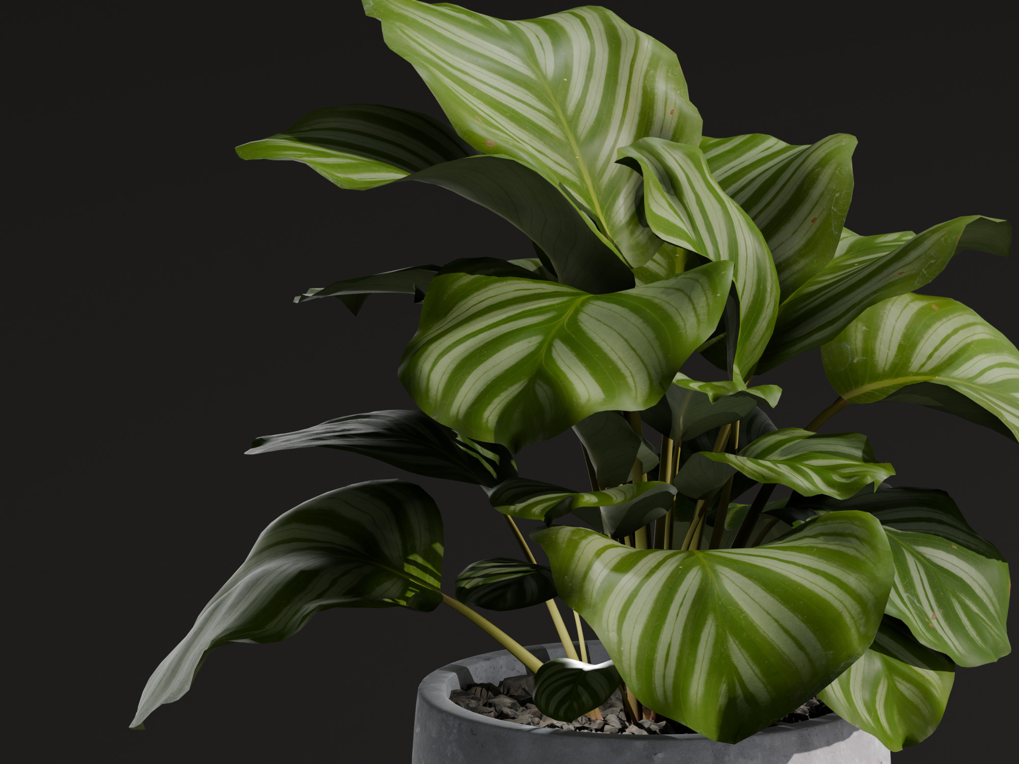 Realistic 3D Model Calathea Orbifolia Potted Plant 3D model_3
