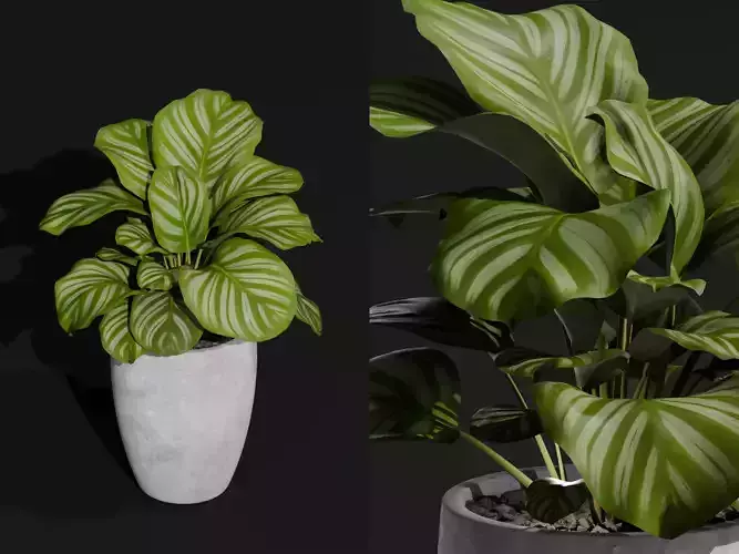 Realistic 3D Model Calathea Orbifolia Potted Plant 3D model