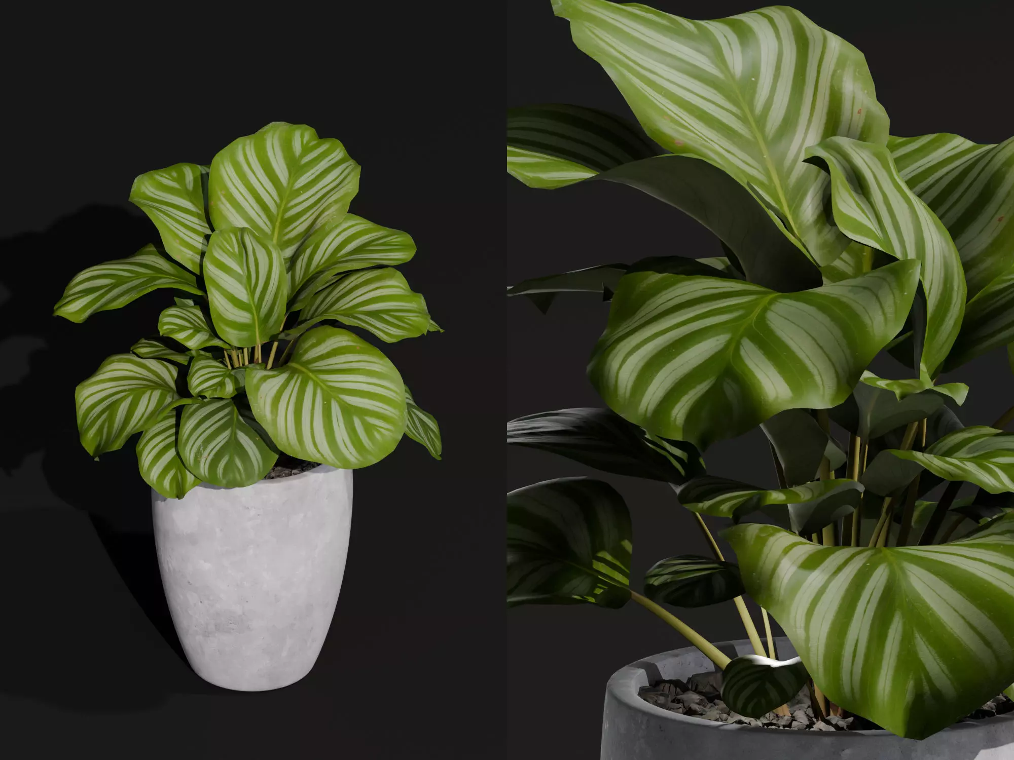 Realistic 3D Model Calathea Orbifolia Potted Plant 3D model_0