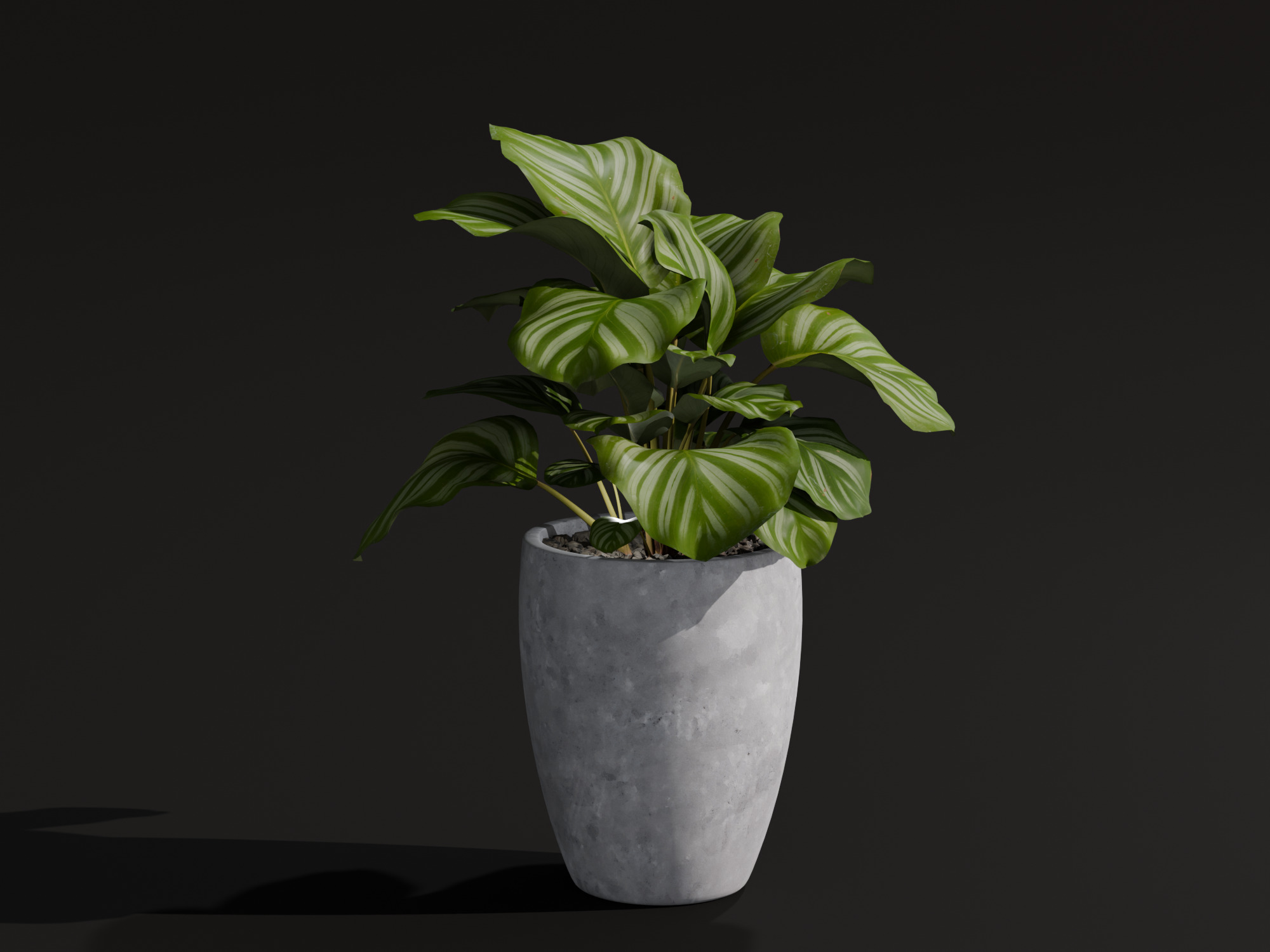 Realistic 3D Model Calathea Orbifolia Potted Plant 3D model_5