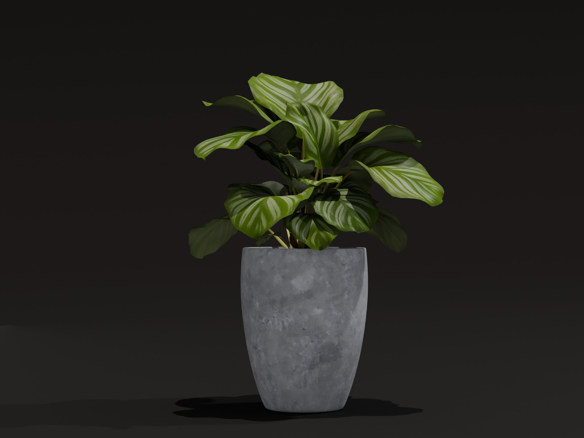 Realistic 3D Model Calathea Orbifolia Potted Plant 3D model_2