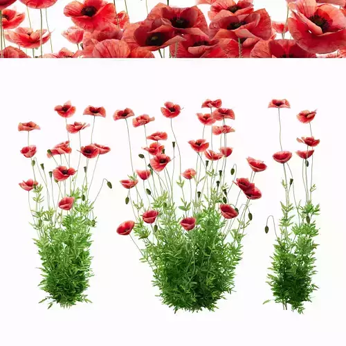 Poppy field self-seeding