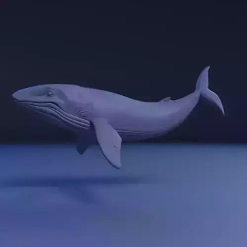 whale