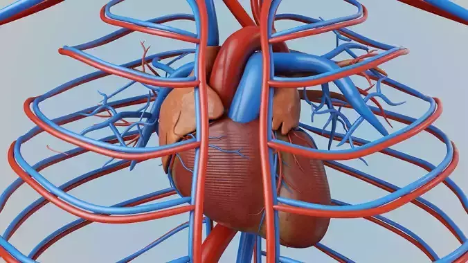 circulatory system