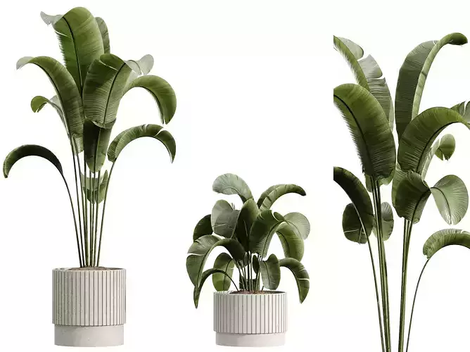 AV HousePlants Ravenala Banana Strelitzia Nicolai BirdOfParadise