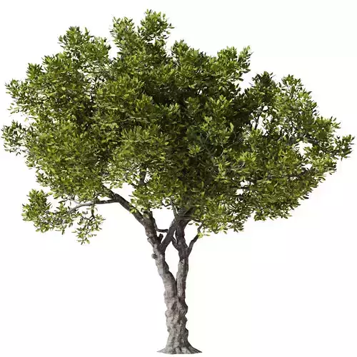 Tree Set31-Urban tree