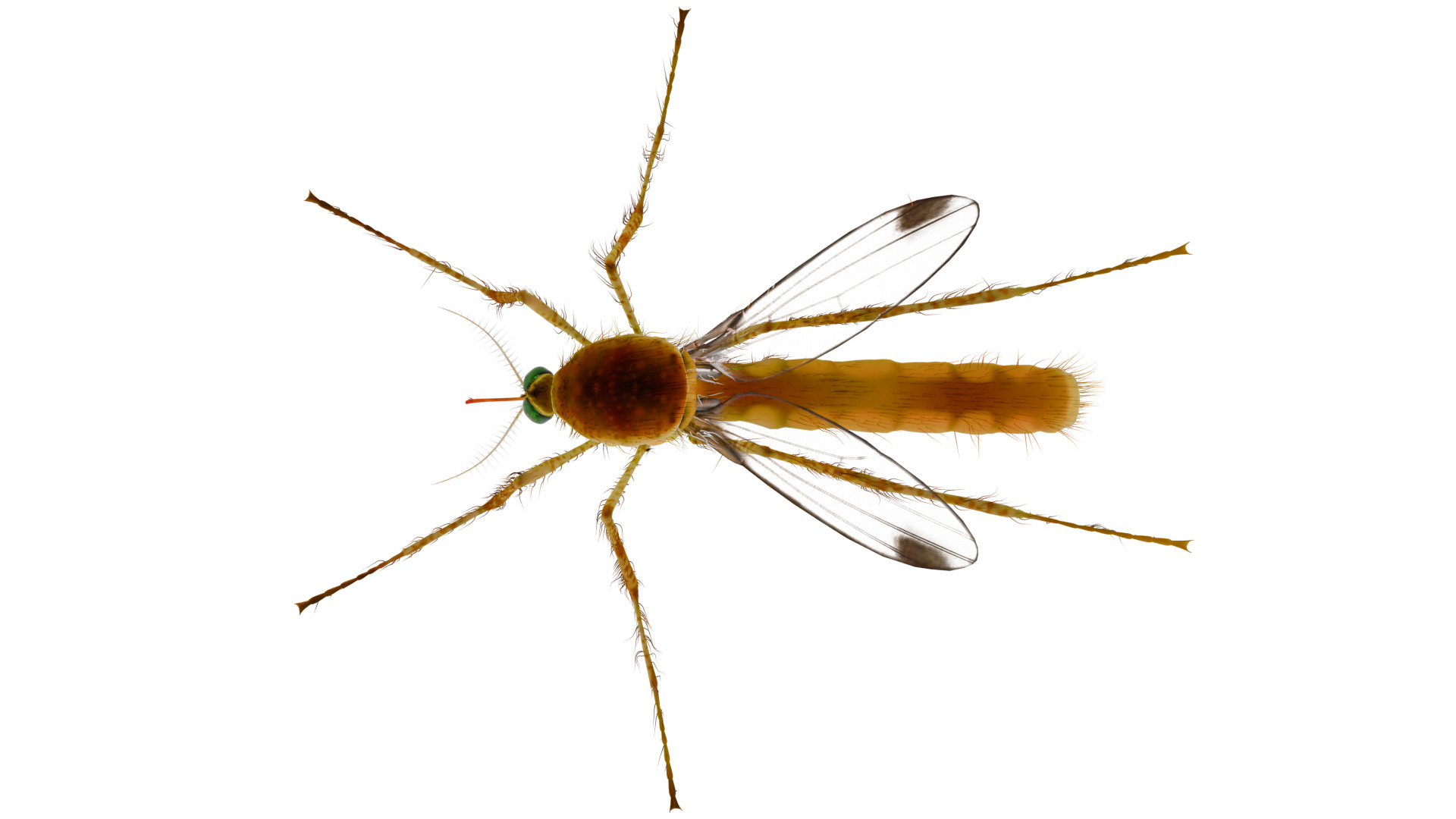 Mosquito 3D model_8