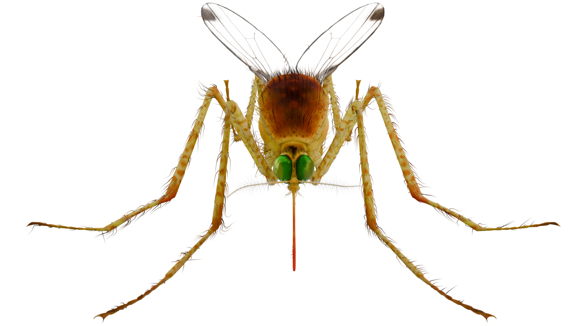 Mosquito 3D model_7