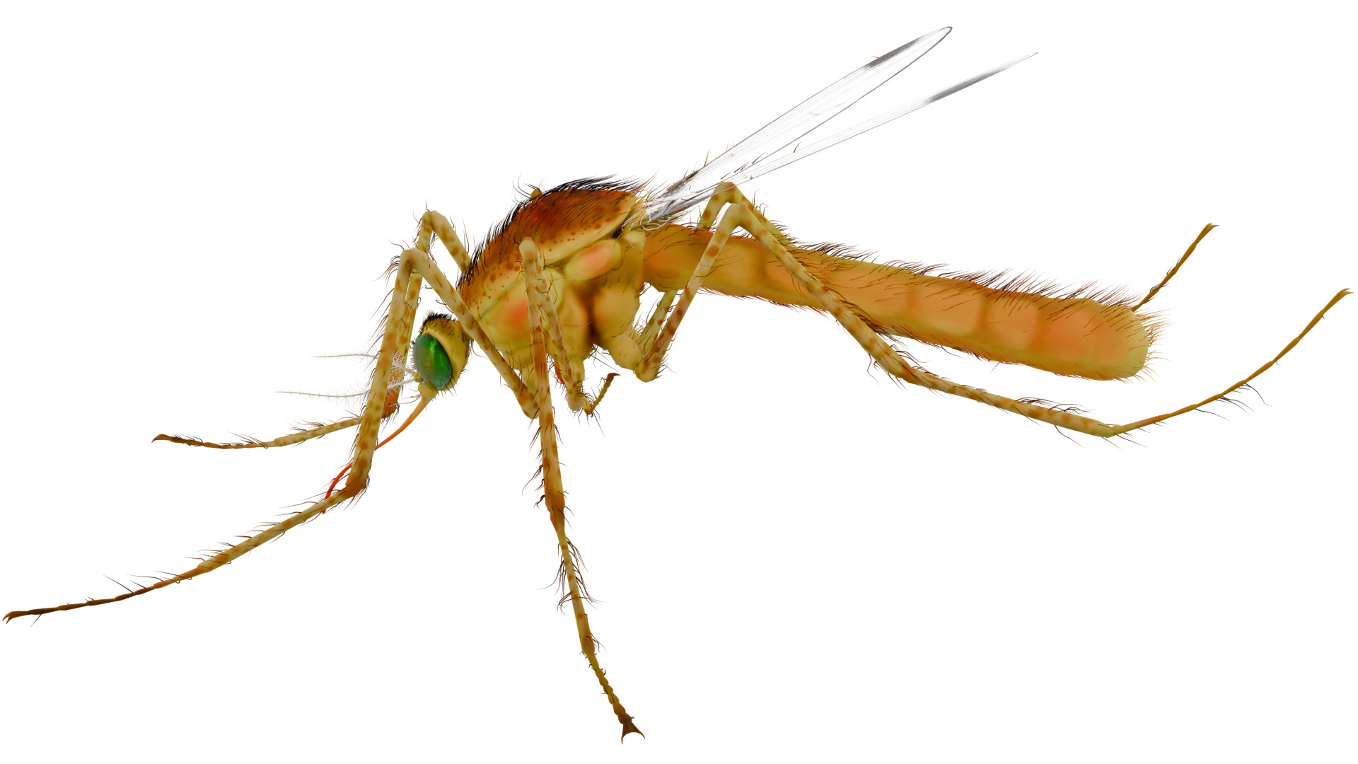 Mosquito 3D model_1