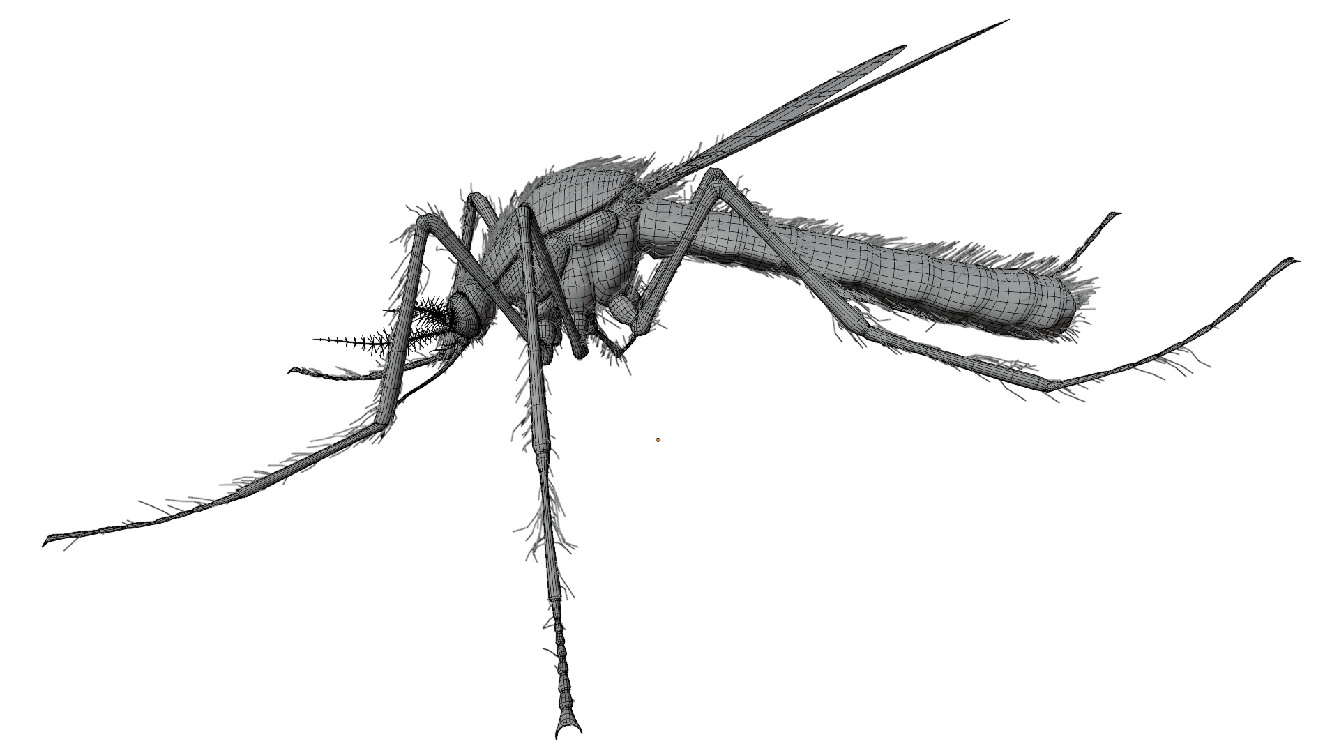 Mosquito 3D model_10
