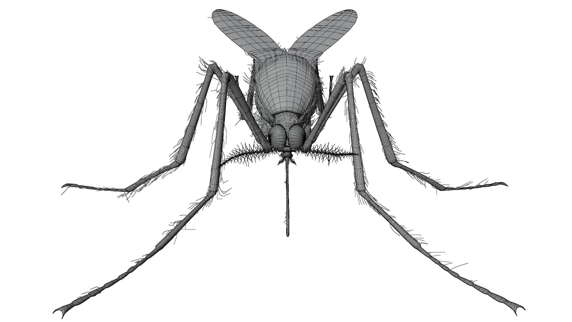 Mosquito 3D model_16