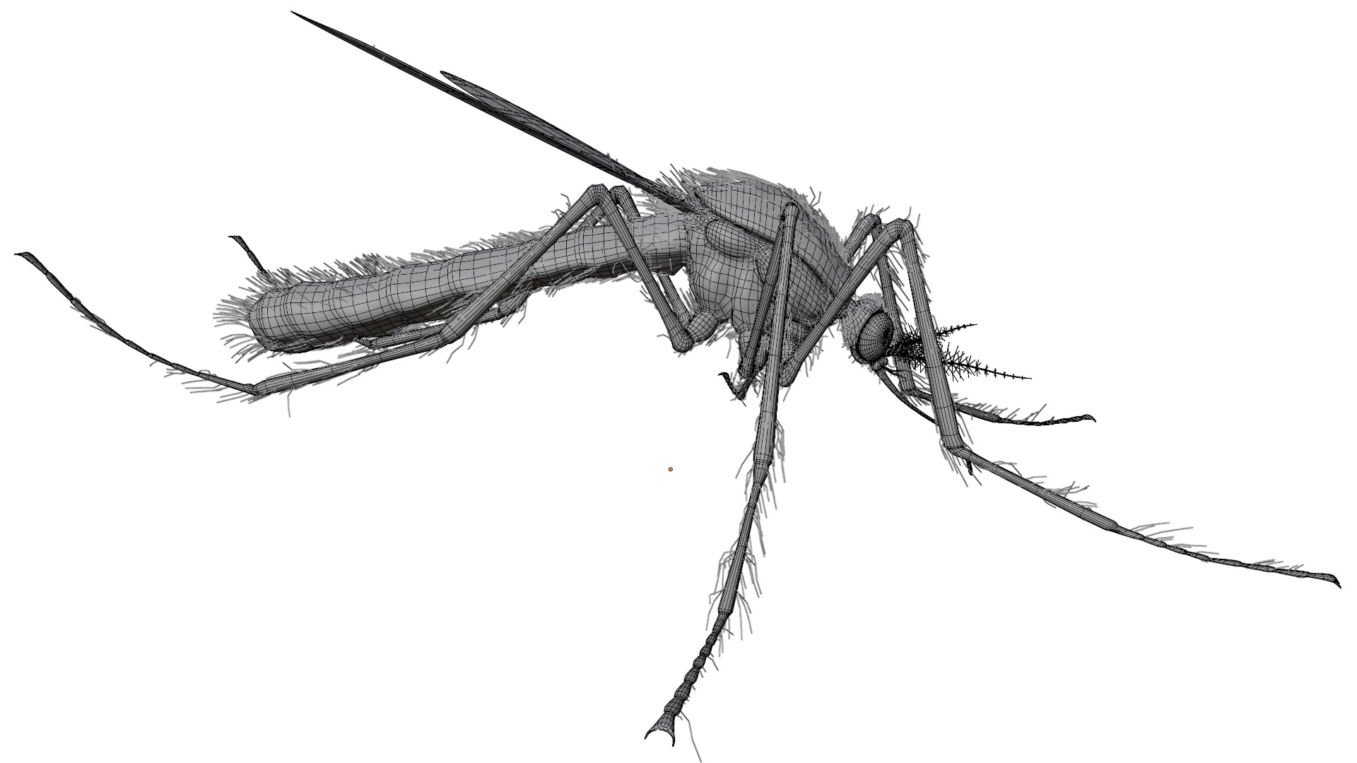 Mosquito 3D model_14