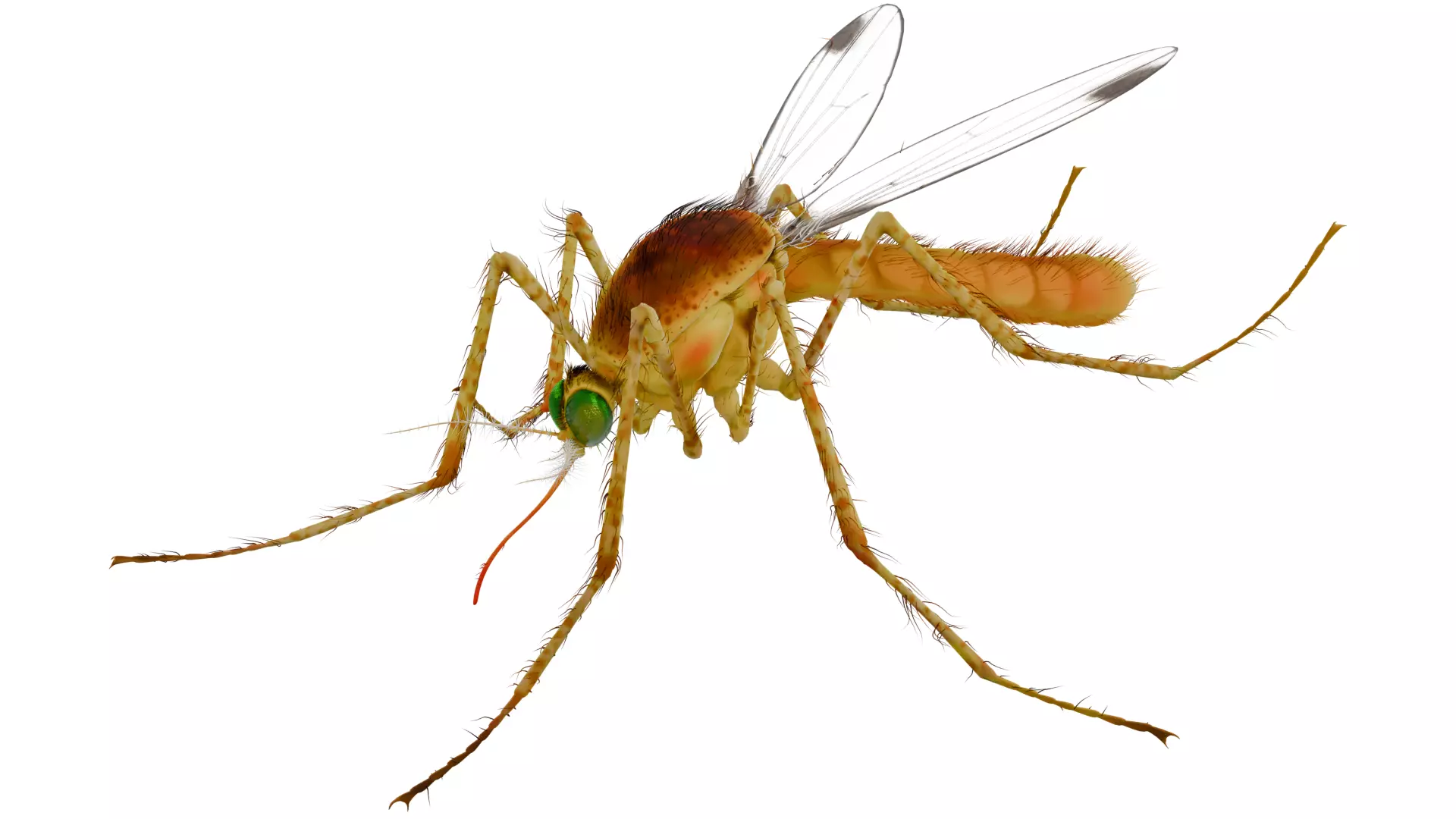 Mosquito 3D model_0