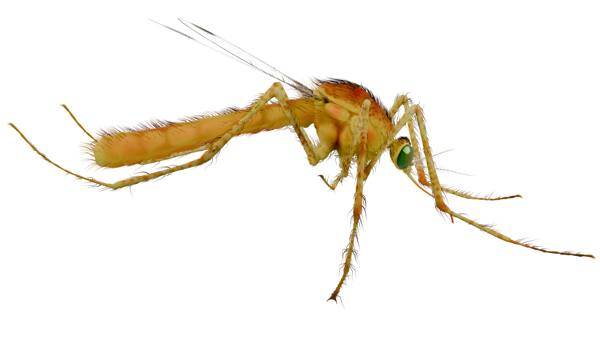 Mosquito 3D model_5
