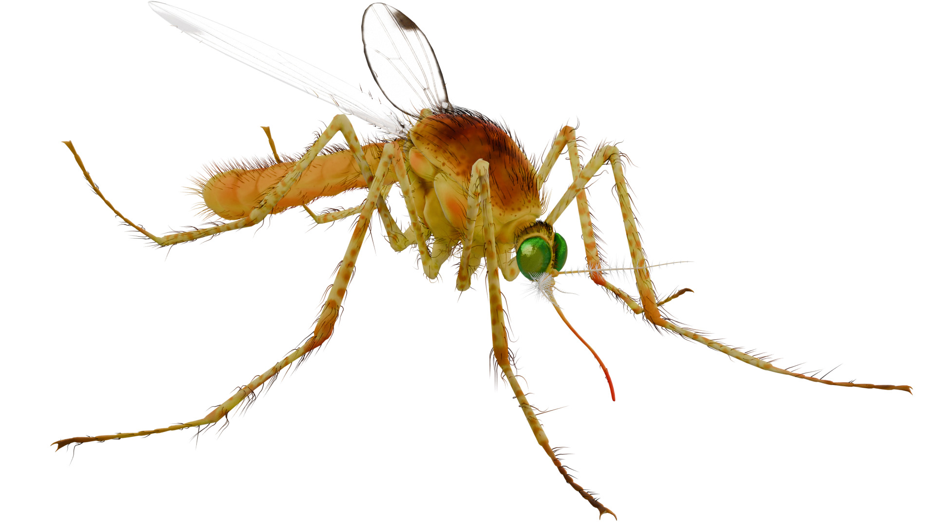 Mosquito 3D model_6