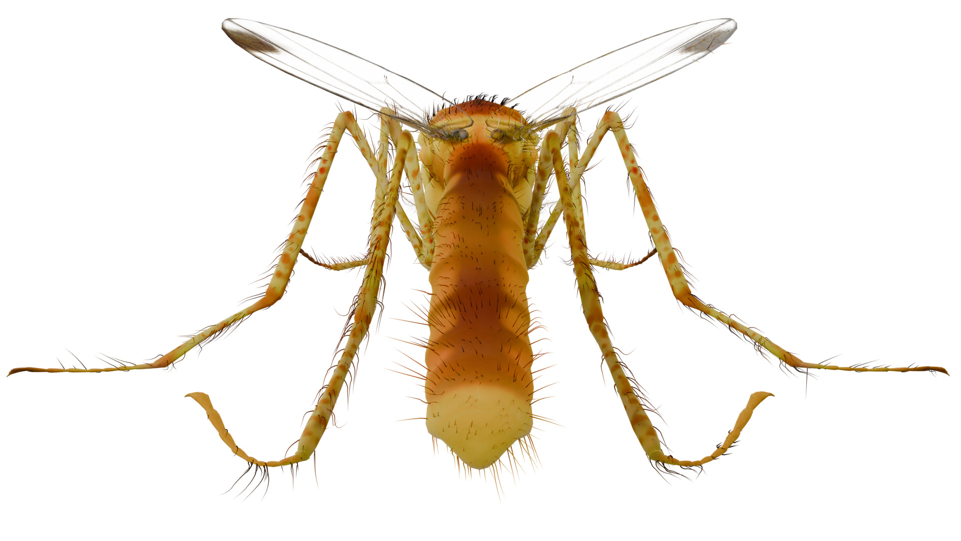 Mosquito 3D model_3