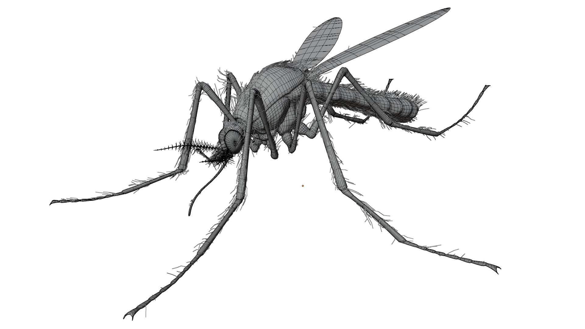 Mosquito 3D model_9