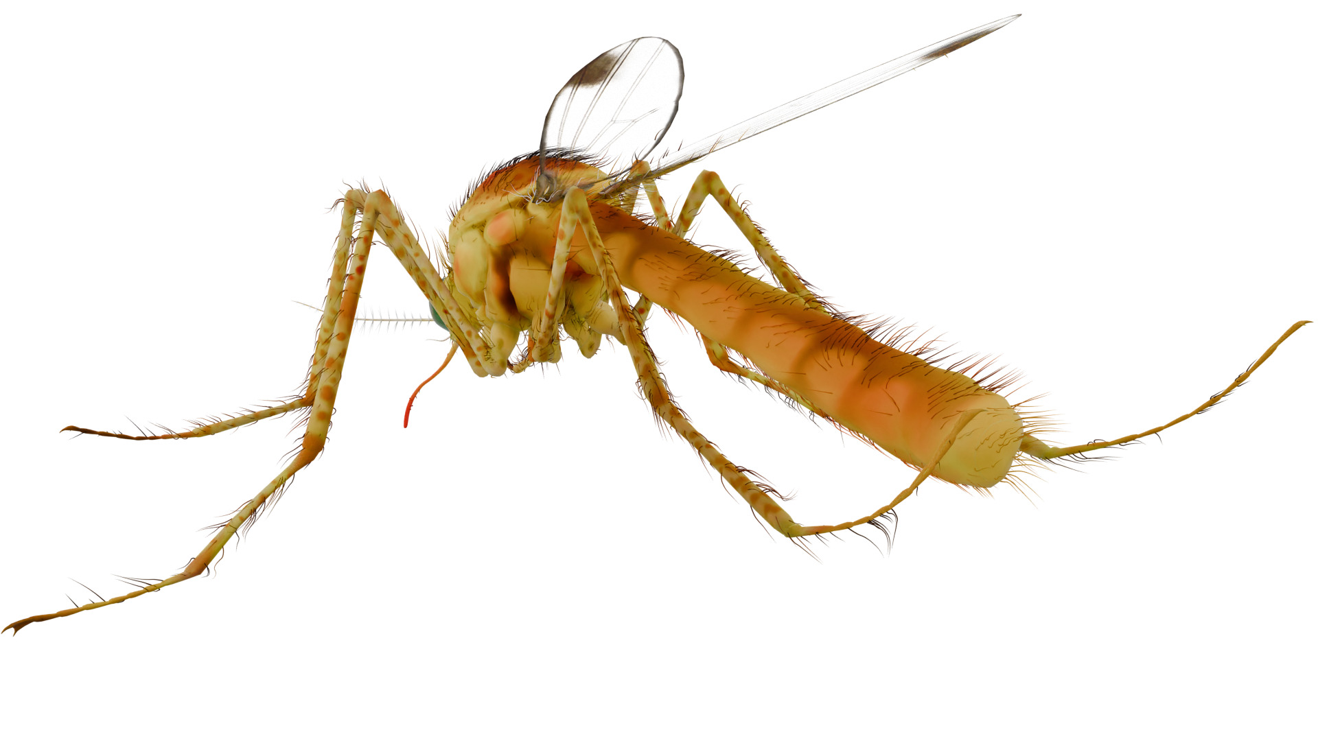 Mosquito 3D model_2