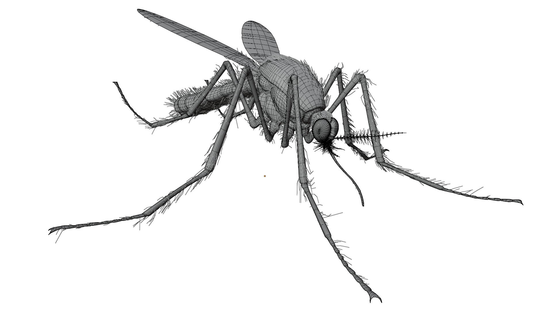 Mosquito 3D model_15